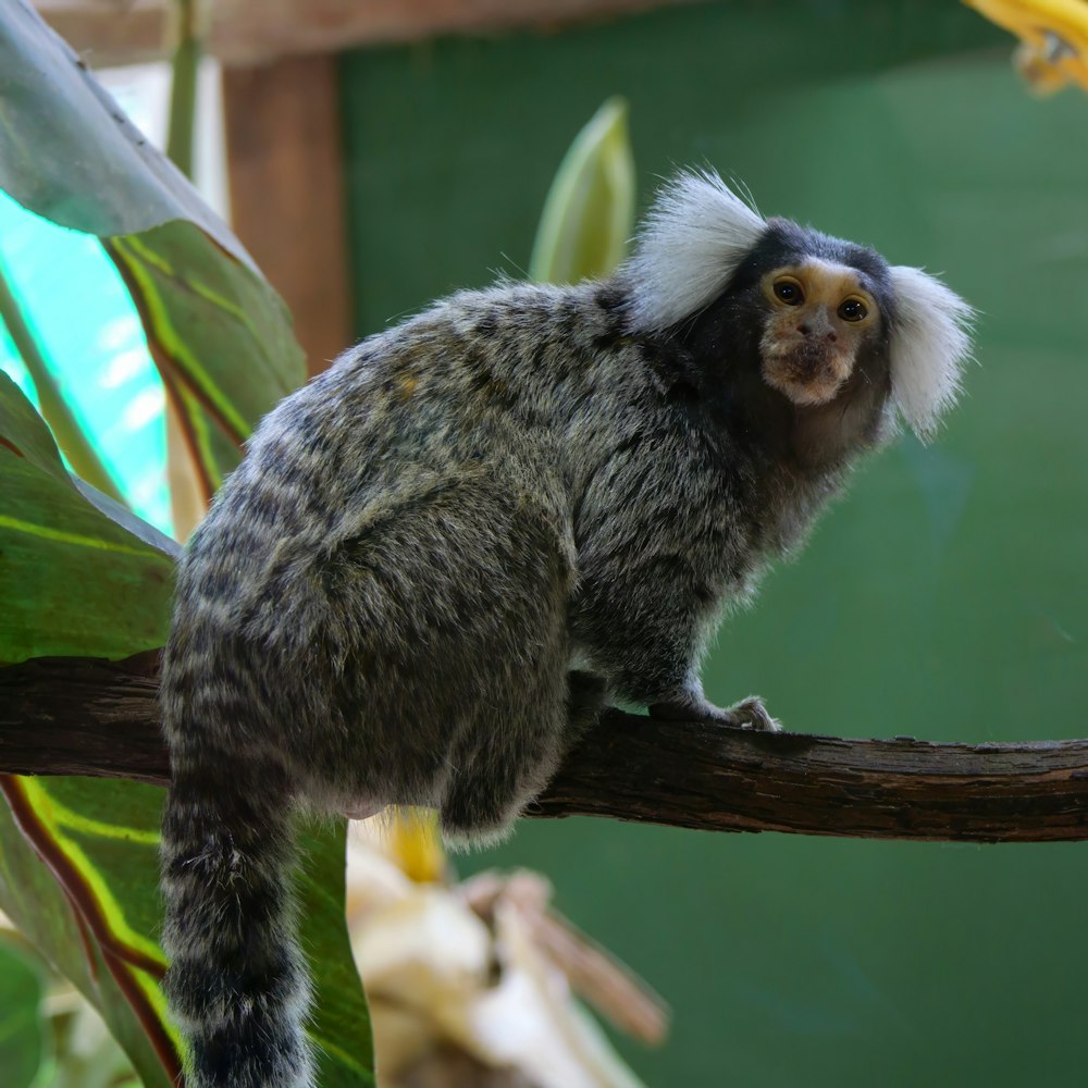 a small monkey sitting on a tree branch