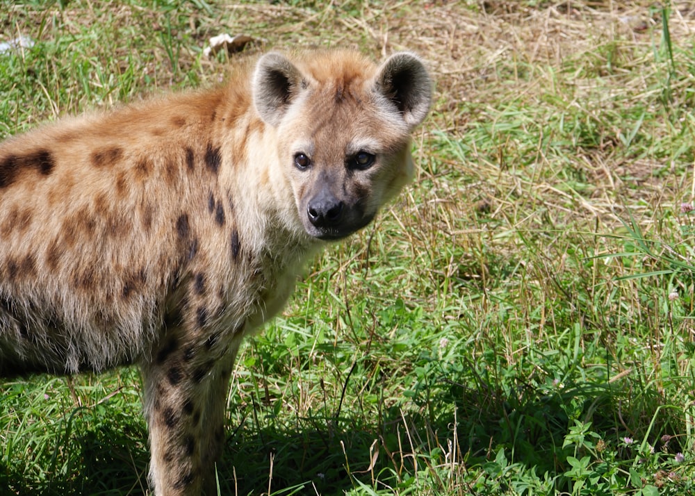 a spotted hyena standing in a grassy field