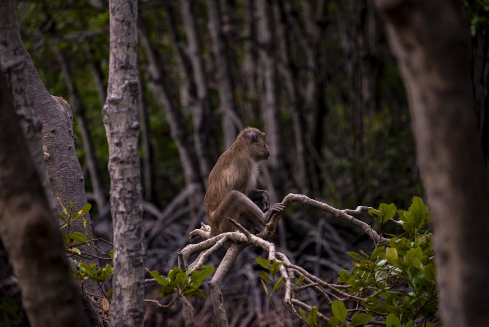 a monkey sitting on a tree branch in a forest