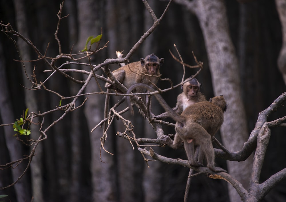 a group of monkeys sitting on top of a tree