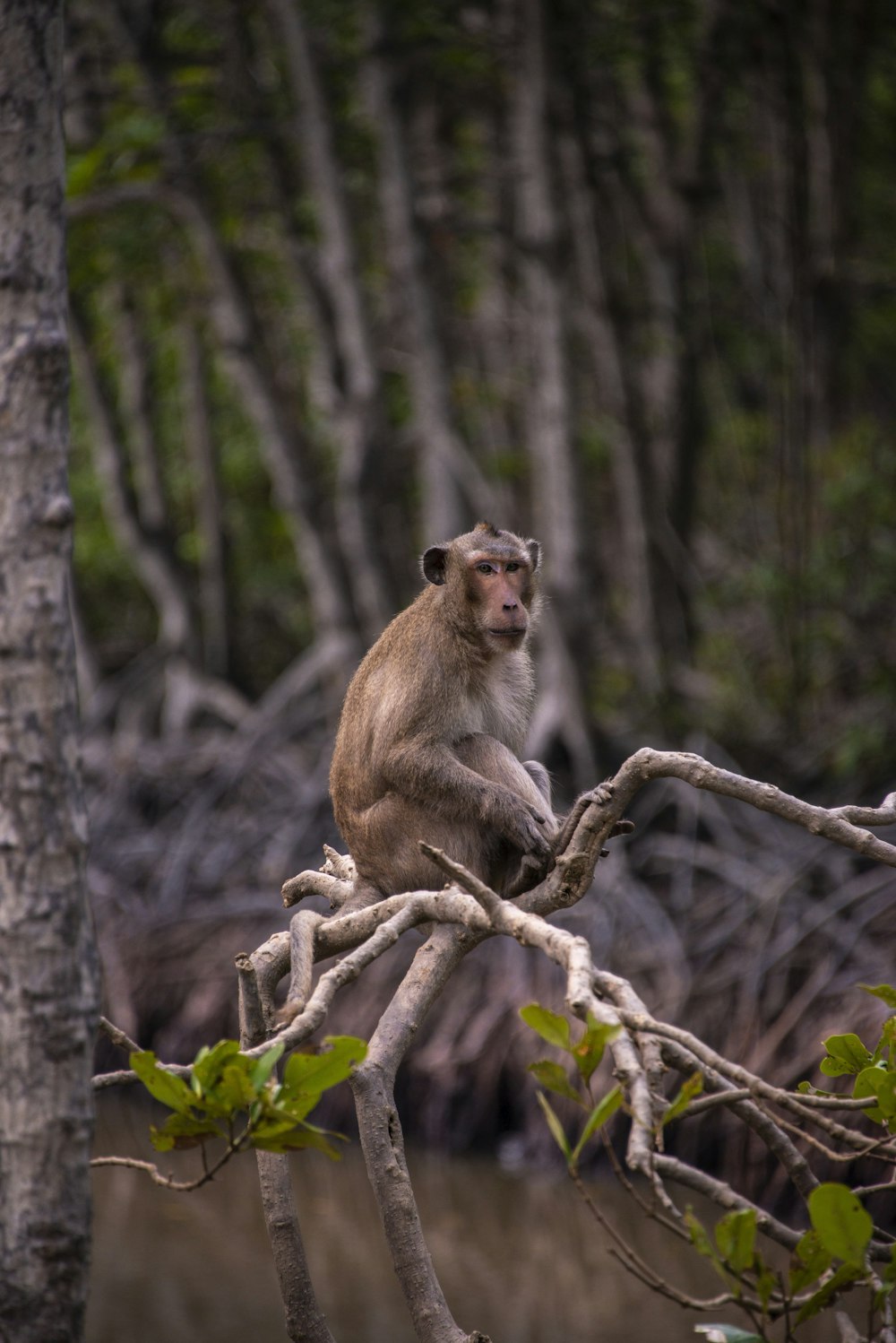 a monkey is sitting on a tree branch