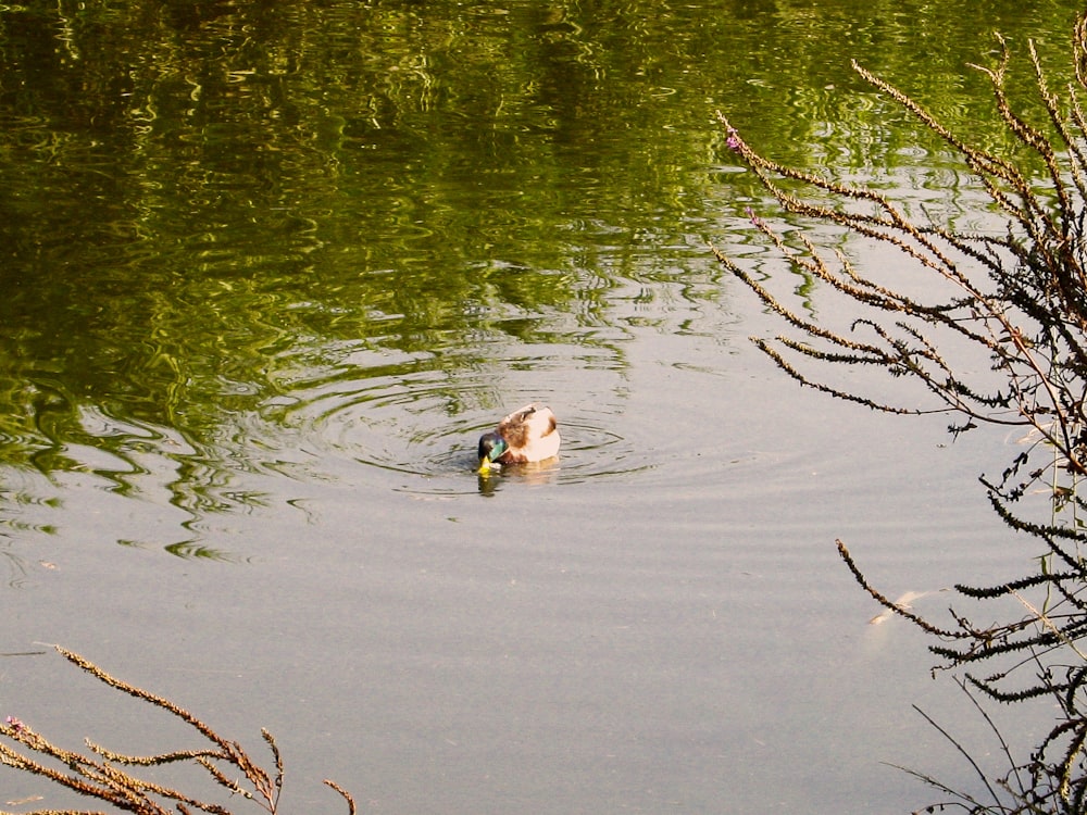 a duck swimming in a pond with a bush in the foreground