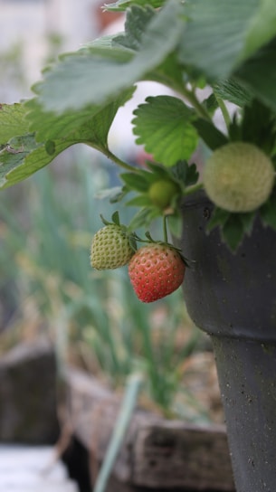 A close-up of a strawberry plant growing in a pot outdoors. A partially ripe strawberry with red and green hues hangs from the plant, surrounded by green leaves. The background features a garden environment with blurred plants and wooden planters.