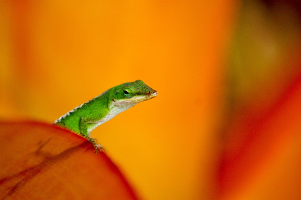 a small green lizard sitting on top of a wooden piece
