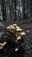 Clusters of shiitake mushrooms growing on logs in a shaded forest area.