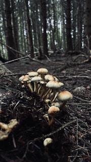 Clusters of shiitake mushrooms growing on logs in a shaded forest area.