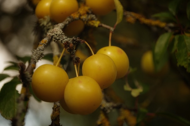 A yellow band tied around a plum tree, signaling permission to pick the fruit freely.