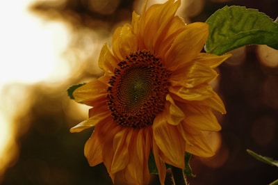 Close-up of a finished sunflower painting glowing under warm light on December 15, 2025.