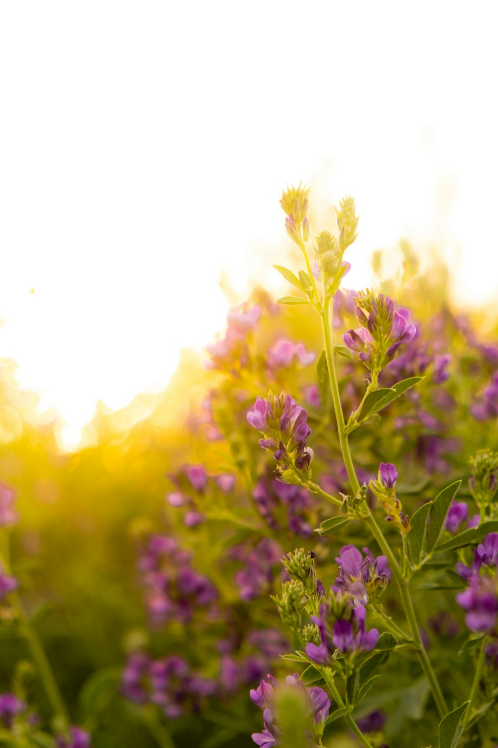 ein Feld aus lila Blumen mit der Sonne im Hintergrund