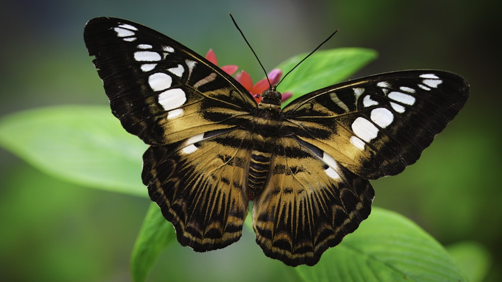 a close up of a butterfly on a flower