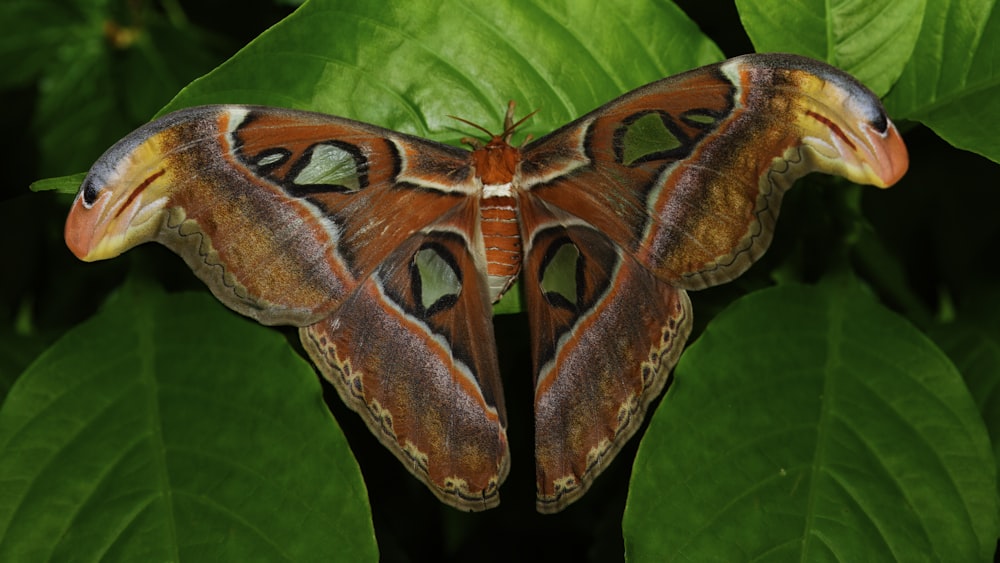 a large brown and white butterfly sitting on top of a green leaf