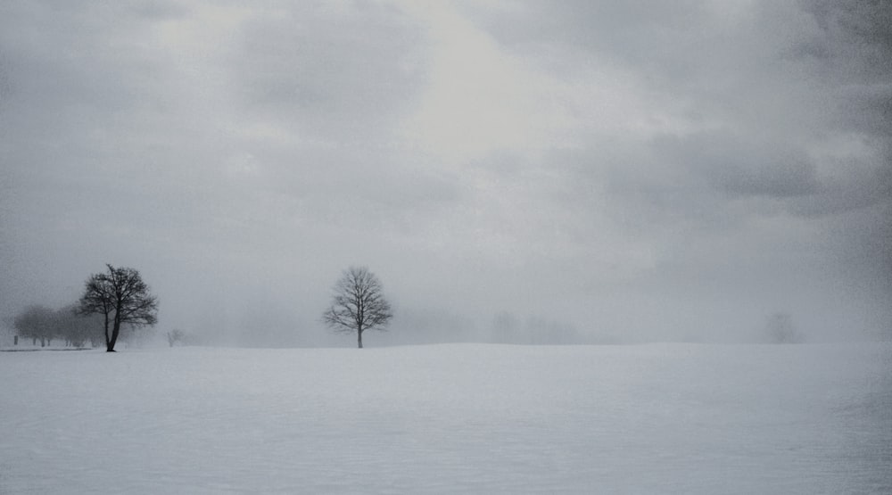 a snowy field with two trees in the distance