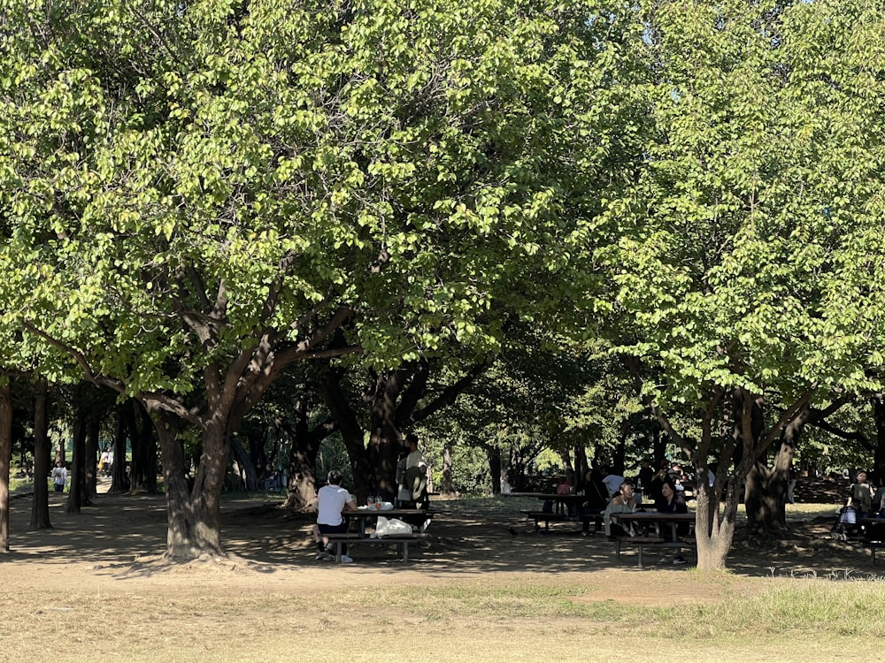 um grupo de pessoas sentadas em mesas de piquenique sob árvores
