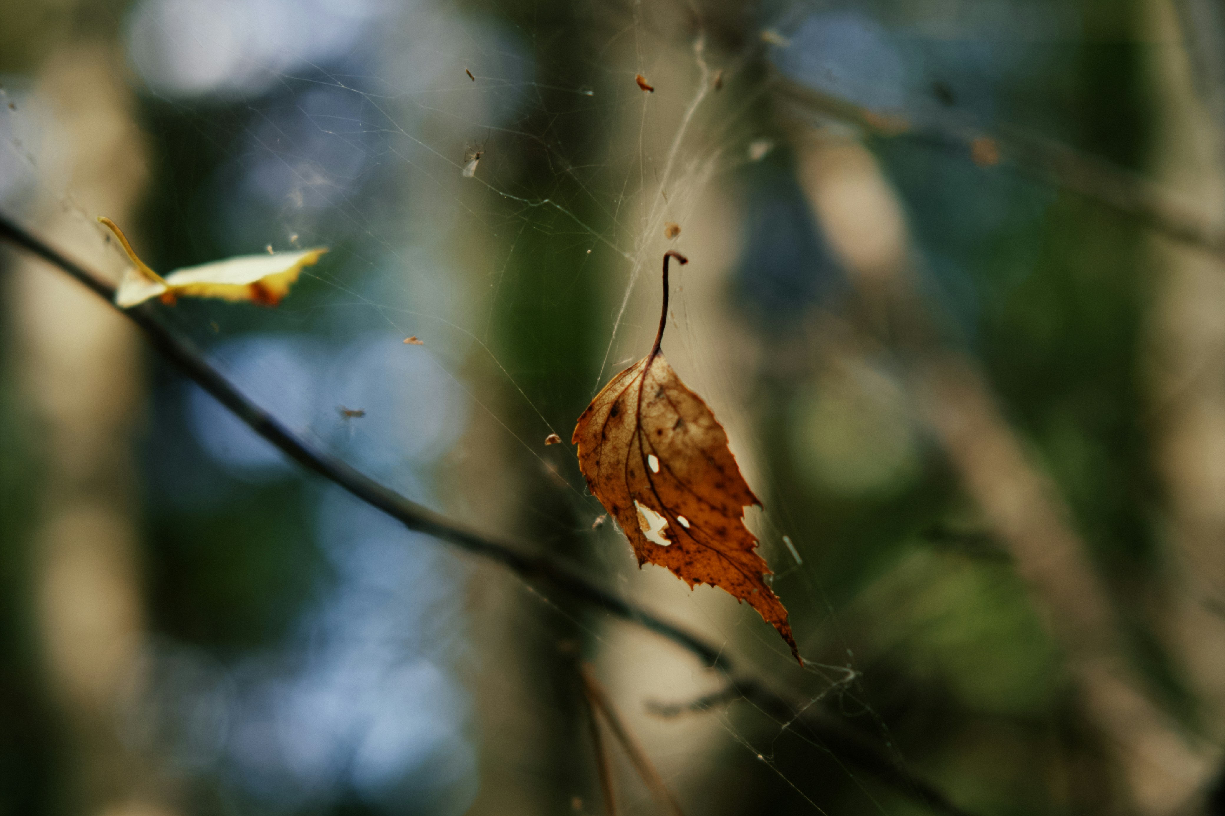 Photo by kazusaki_sagar