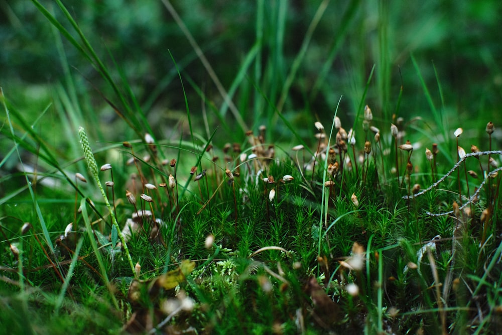 a close up of a patch of grass with tiny flowers