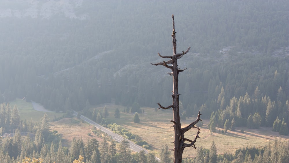 a dead tree in the middle of a forest