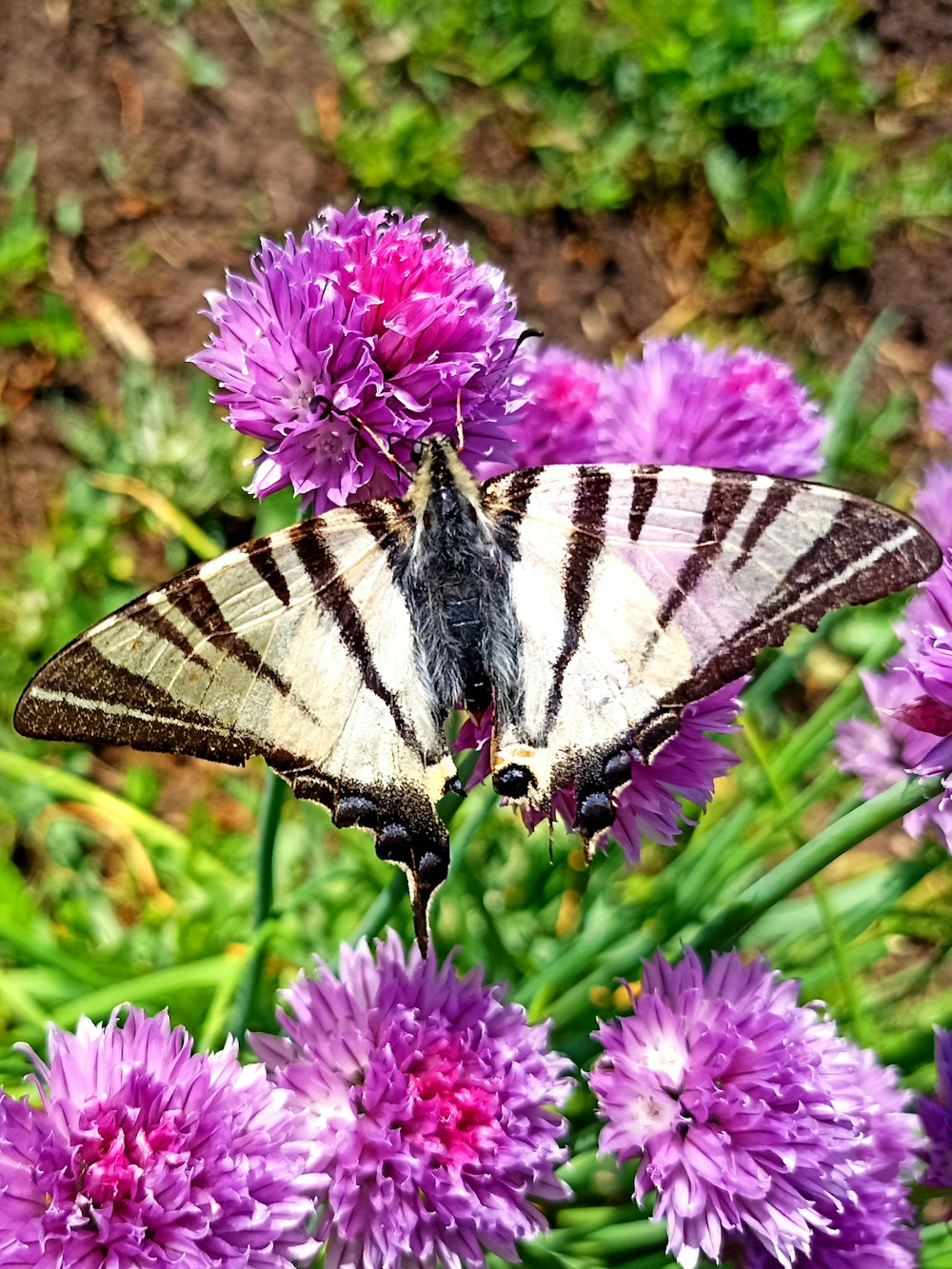a butterfly is sitting on a purple flower