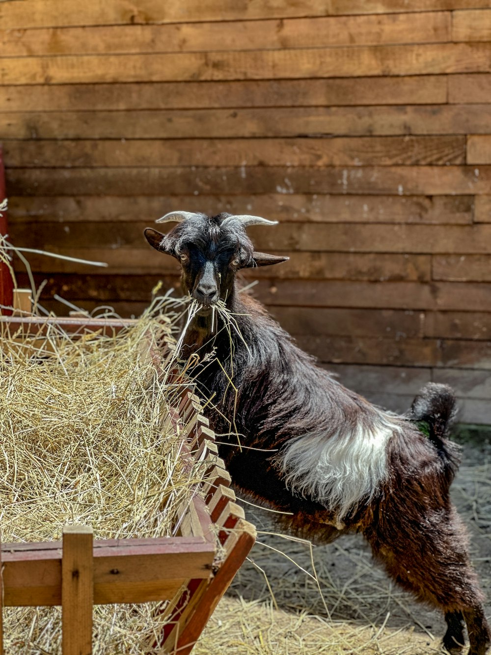 a goat standing on top of a pile of hay