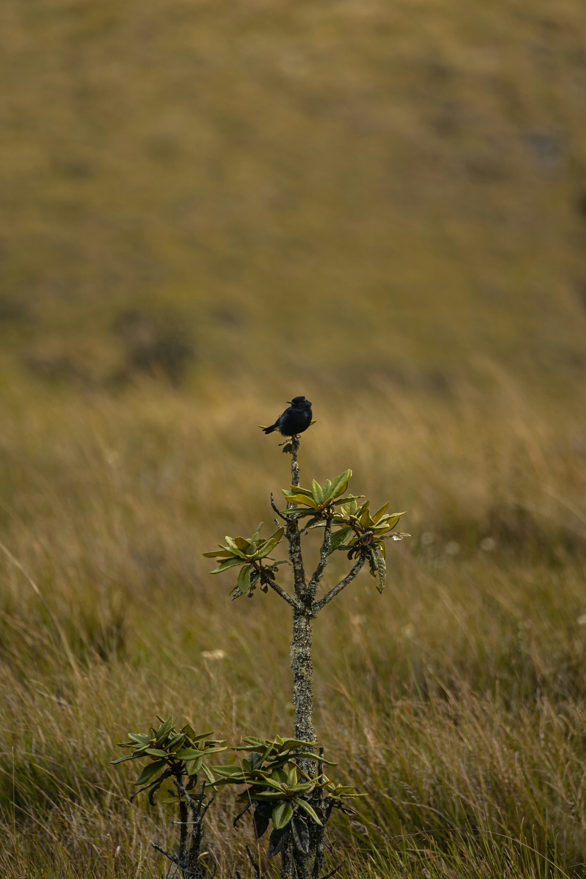 A black bird sitting on top of a plant in a field photo – Free Sri ...