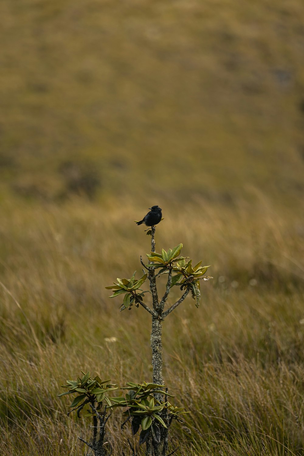 Un pájaro negro sentado encima de una planta en un campo