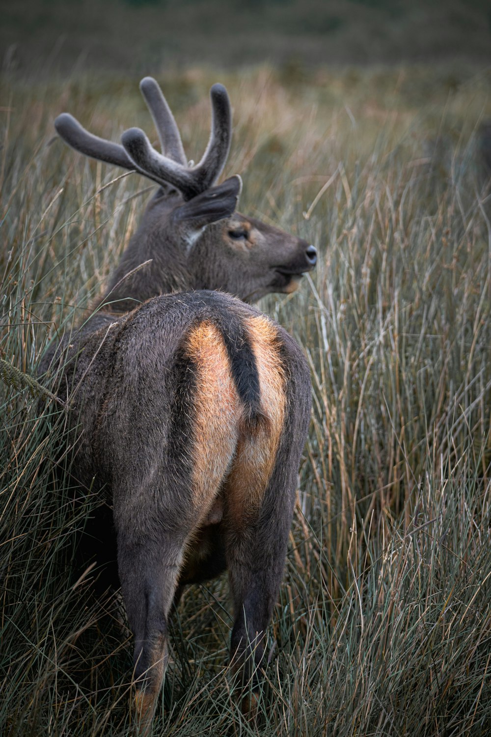 a couple of deer standing on top of a grass covered field