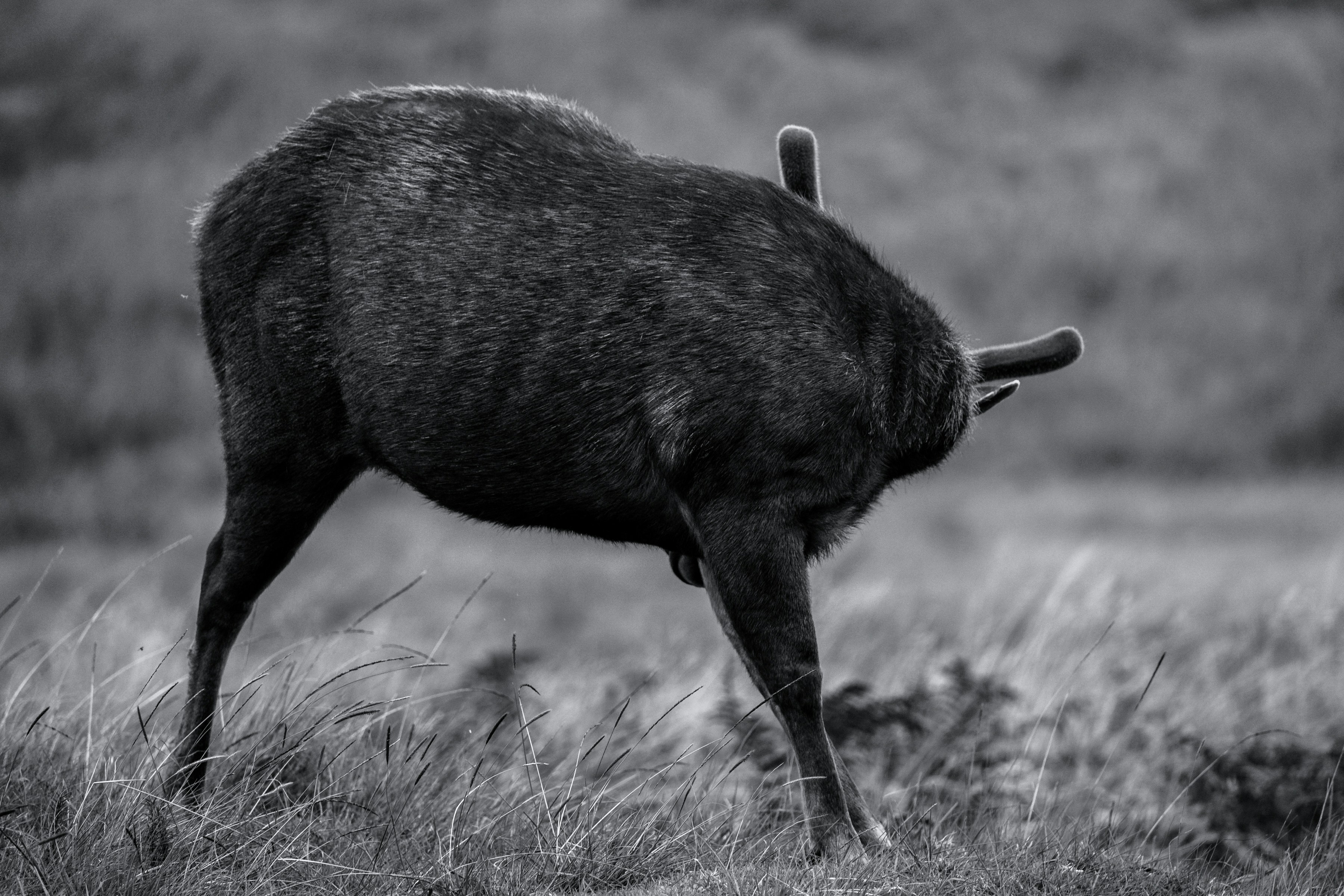 a black and white photo of a wild animal