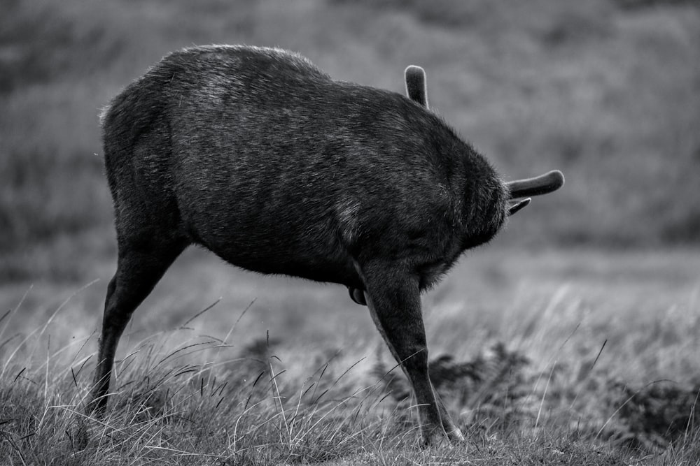 Una foto en blanco y negro de un animal salvaje