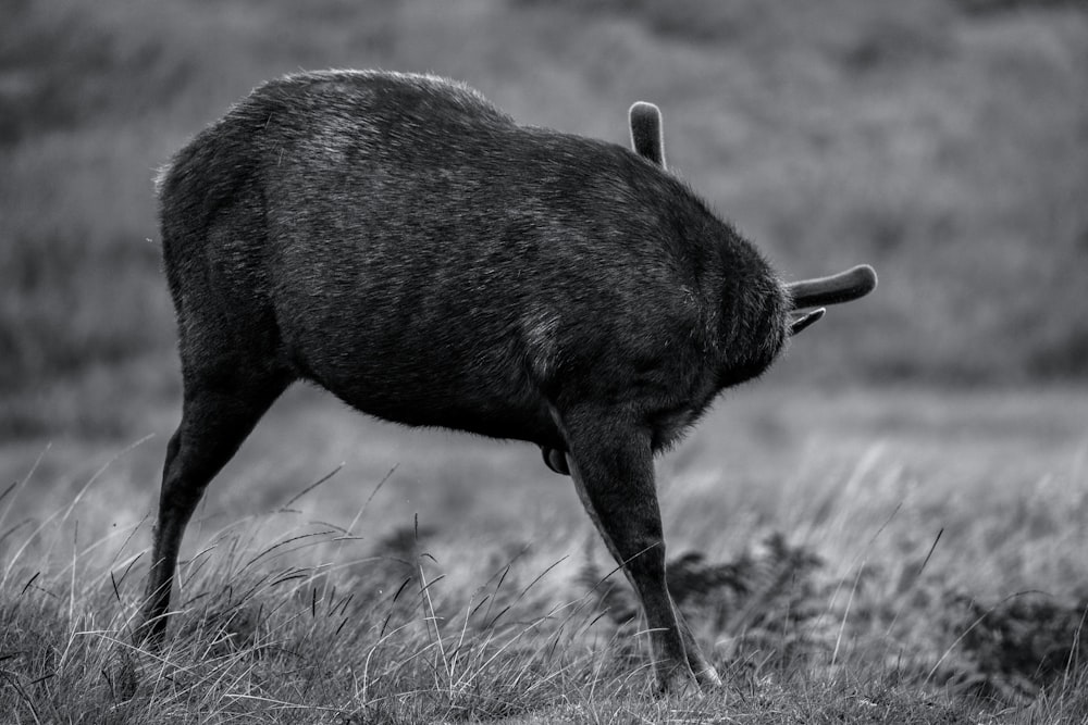 a black and white photo of a wild animal