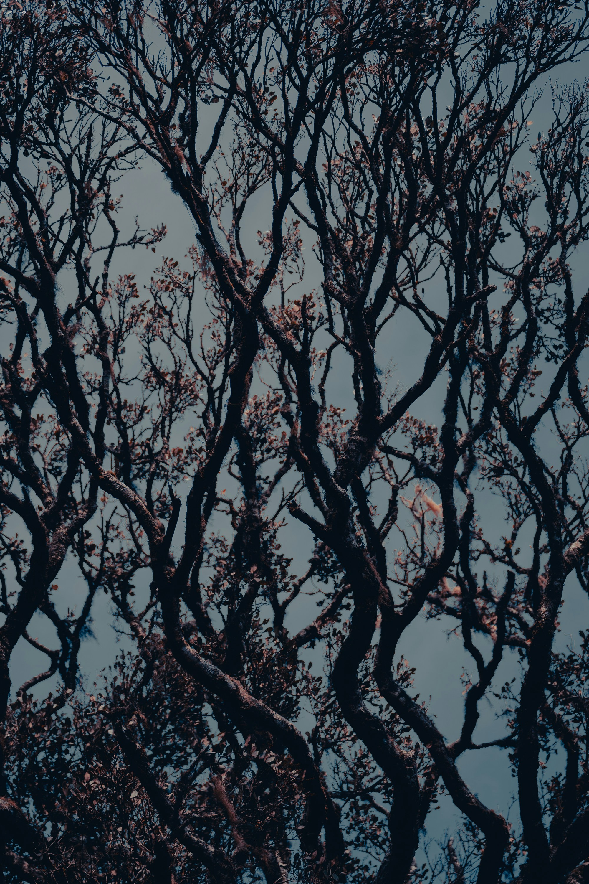 Photo by anupauthsara