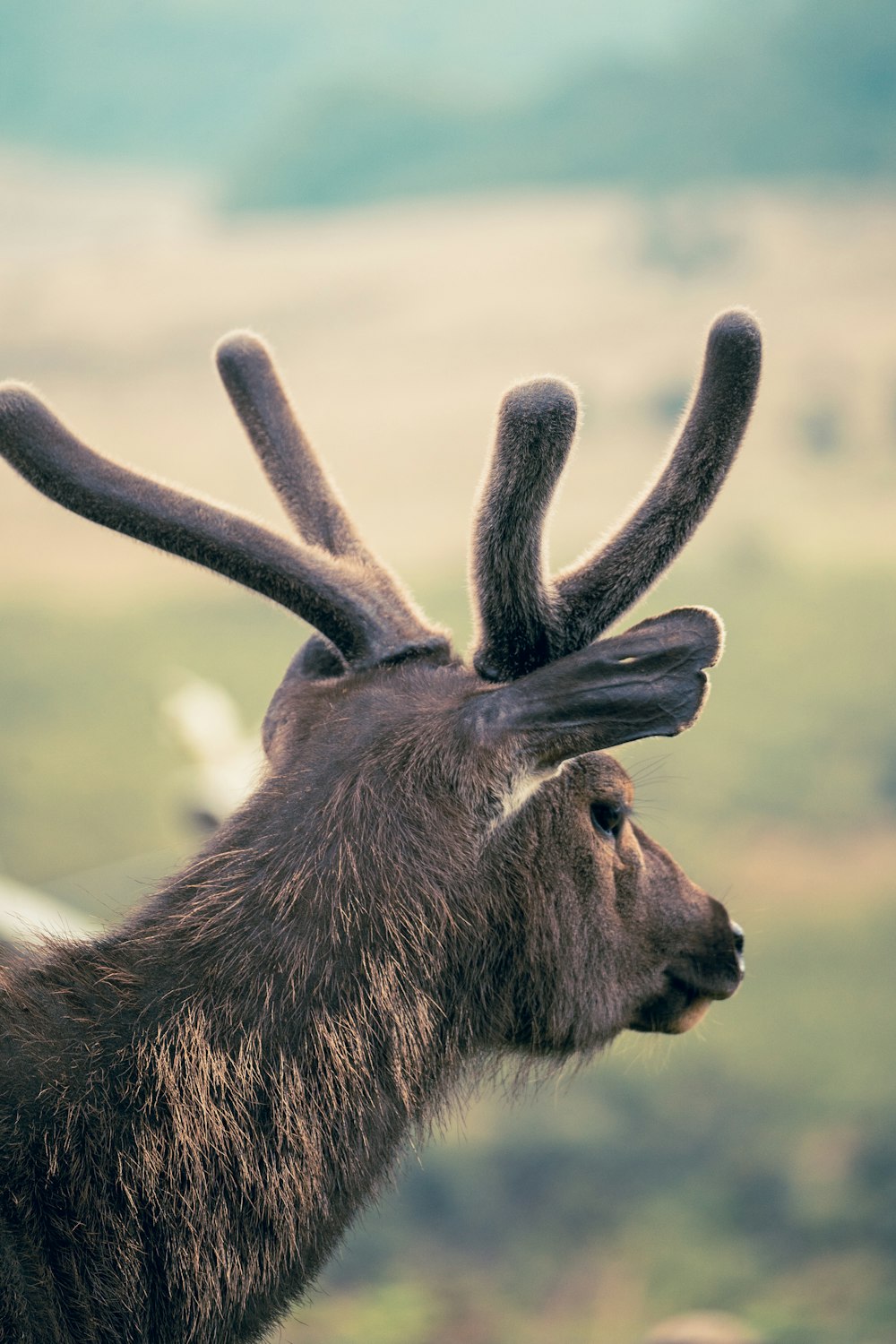 a close up of a deer with antlers on it's head