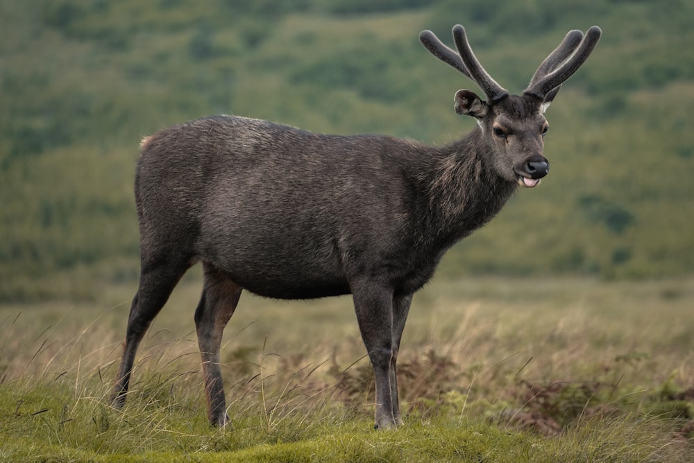 a deer with antlers standing in a grassy field