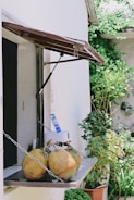 A small outdoor counter features a few coconuts arranged on a wooden shelf. The counter is part of a white building with a dark interior visible through an open window. The window has a wooden awning supported by metal bars. In the background, lush green plants and a wall with circular decorations can be seen.
