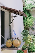 A small outdoor counter features a few coconuts arranged on a wooden shelf. The counter is part of a white building with a dark interior visible through an open window. The window has a wooden awning supported by metal bars. In the background, lush green plants and a wall with circular decorations can be seen.