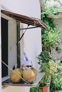 A small outdoor counter features a few coconuts arranged on a wooden shelf. The counter is part of a white building with a dark interior visible through an open window. The window has a wooden awning supported by metal bars. In the background, lush green plants and a wall with circular decorations can be seen.
