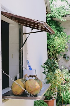 A small outdoor counter features a few coconuts arranged on a wooden shelf. The counter is part of a white building with a dark interior visible through an open window. The window has a wooden awning supported by metal bars. In the background, lush green plants and a wall with circular decorations can be seen.