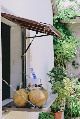 A small outdoor counter features a few coconuts arranged on a wooden shelf. The counter is part of a white building with a dark interior visible through an open window. The window has a wooden awning supported by metal bars. In the background, lush green plants and a wall with circular decorations can be seen.