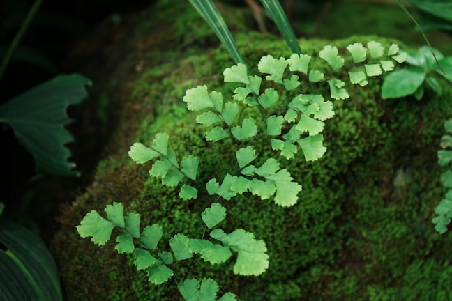 Close-up of a lush green terrarium with moss and tiny ferns inside a glass container.