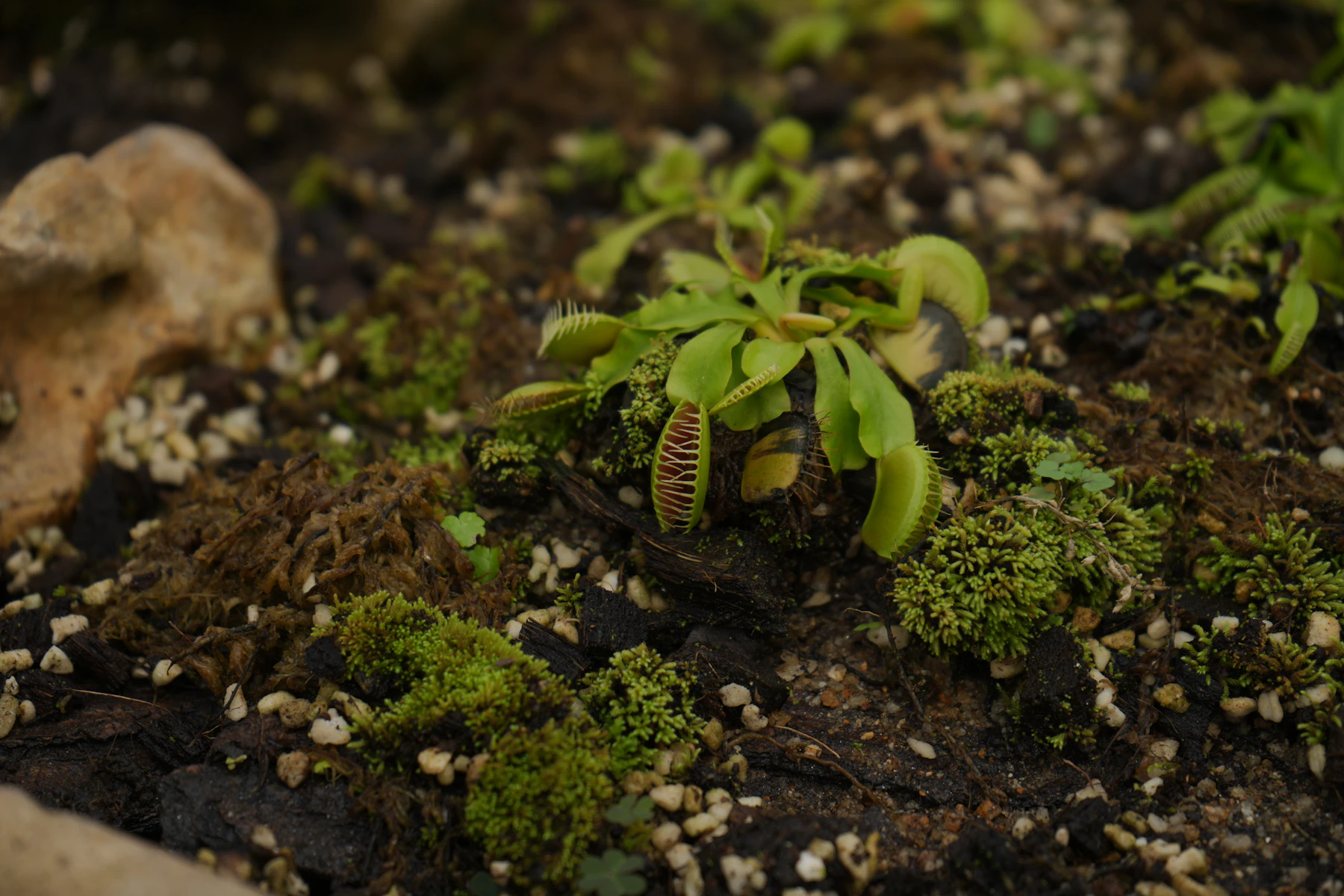A young Venus flytrap planted in dark peat dotted with white perlite, with clumps of green moss around it