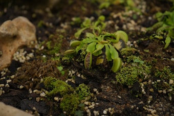 A Venus flytrap plant is growing among patches of moss and soil on a rocky ground. The vibrant green leaves of the plant are opened wide, showcasing the distinctive teeth-like structures at the edges. The surrounding area is a mix of small rocks, pebbles, and dark soil, with additional green mosses scattered throughout.