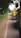 A line of auto rickshaws is parked along a narrow road lined with trees. The rickshaws are adorned with flags, with some featuring prominent political symbols and colors. The road is bordered by greenery, and the sky seems overcast, casting a subdued light over the scene.