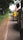 A line of auto rickshaws is parked along a narrow road lined with trees. The rickshaws are adorned with flags, with some featuring prominent political symbols and colors. The road is bordered by greenery, and the sky seems overcast, casting a subdued light over the scene.