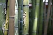 Tall, green bamboo stalks with nodes and dry leaves attached, standing closely together in a natural setting. Light plays on the smooth surfaces, creating subtle variations in color and texture.