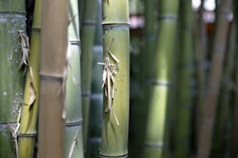 Tall, green bamboo stalks with nodes and dry leaves attached, standing closely together in a natural setting. Light plays on the smooth surfaces, creating subtle variations in color and texture.