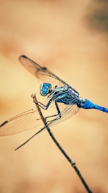 A close-up view of a vibrant blue dragonfly perched delicately on a thin twig, showcasing intricate wing details and textures. The background is softly blurred with a warm, beige tone, highlighting the dragonfly as the focal point of the image.