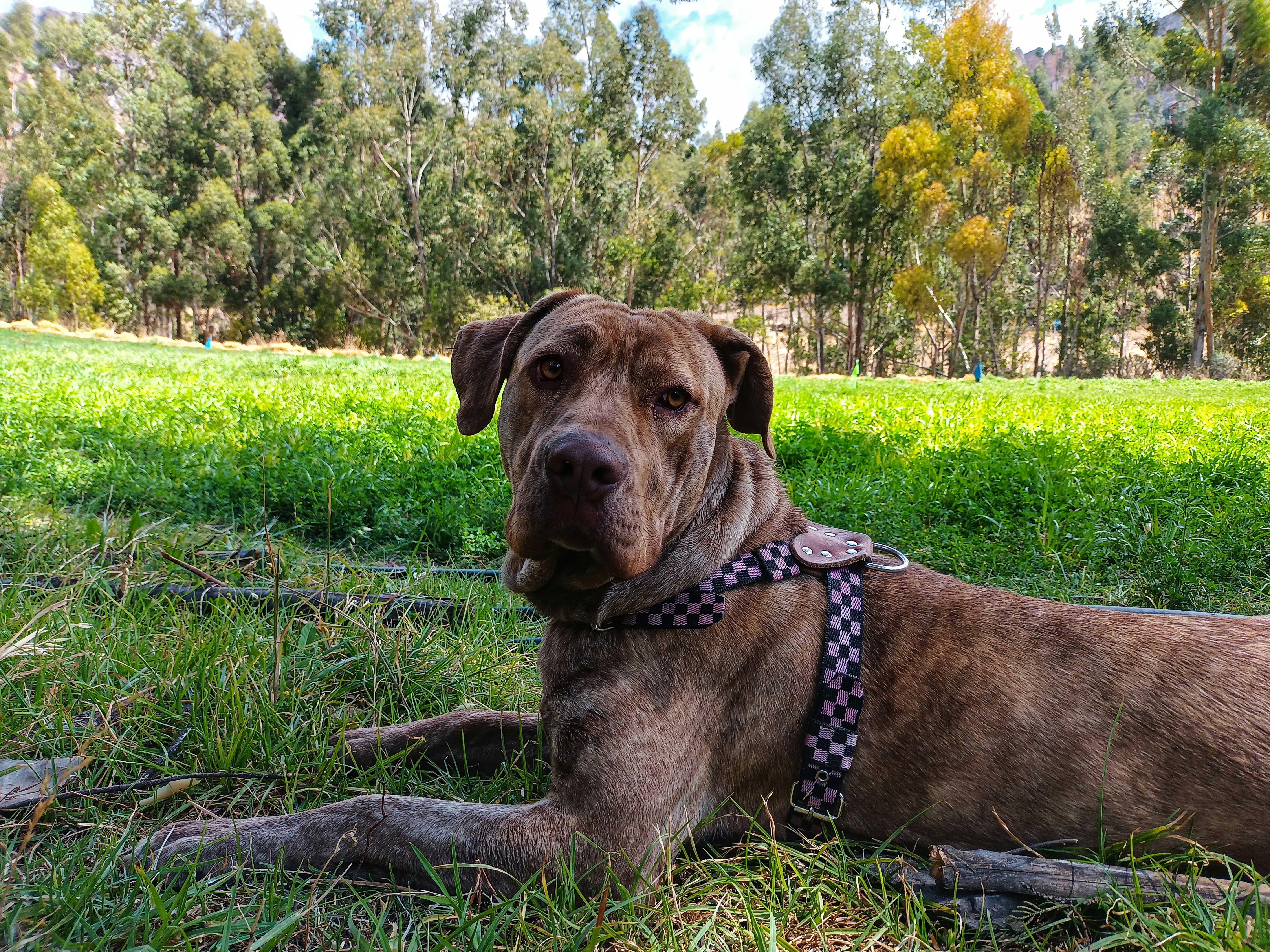 Mastiff Park