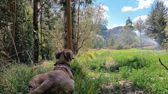 A dog lies on a grassy path, surrounded by tall trees with dense, green foliage. In the background, a lush landscape extends towards a distant hill under a blue sky dotted with white clouds. Sunlight filters through the trees, creating a peaceful atmosphere.