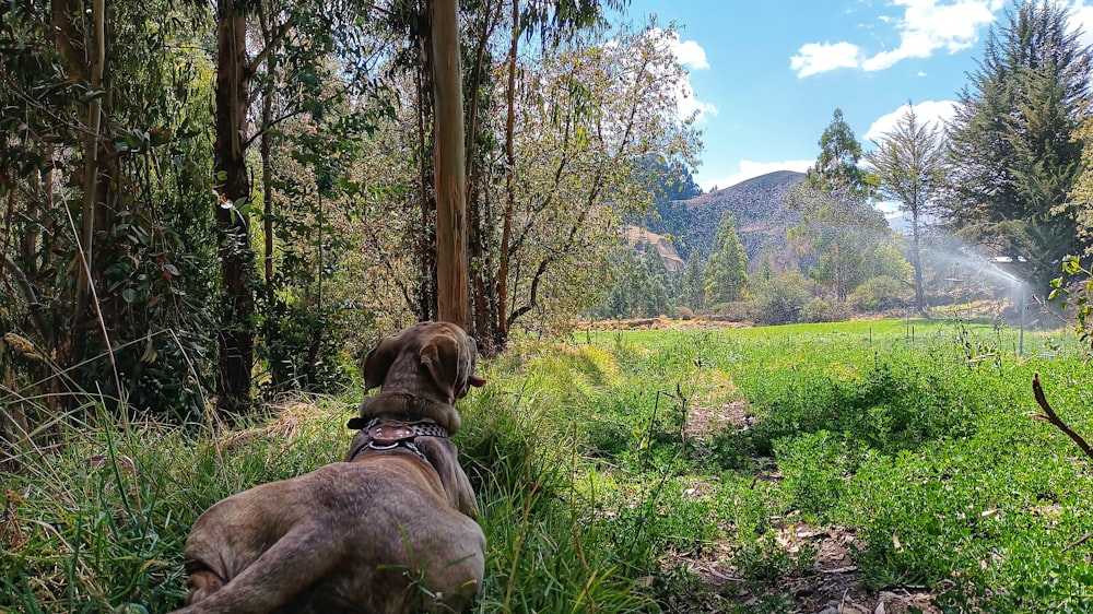 a dog is sitting in the grass in the woods