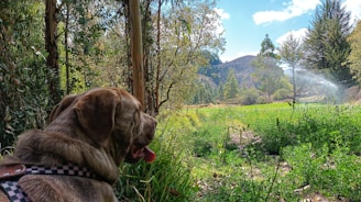 Braden and his bernese-mix puppy Cuzco resting on a sunlit trail surrounded by tall trees.