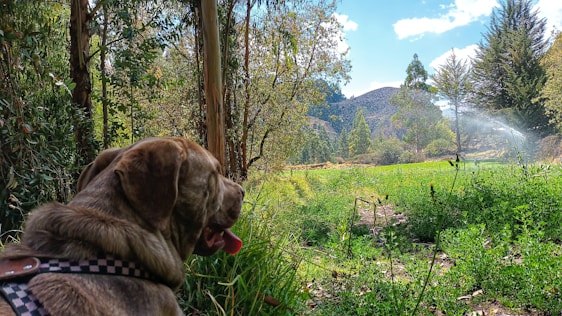Braden and his bernese-mix puppy Cuzco resting on a sunlit trail surrounded by tall trees.