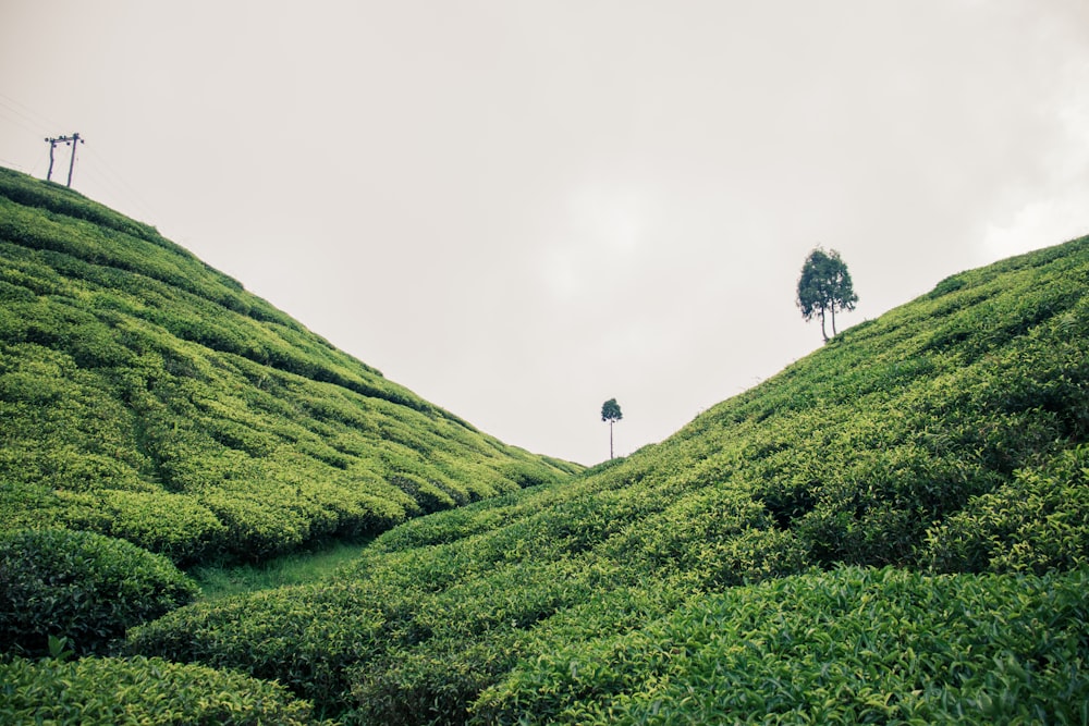 a lone tree on the top of a hill